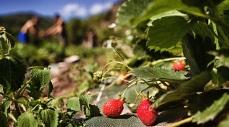 Jardins d 'Ys accepte la monnaie locale