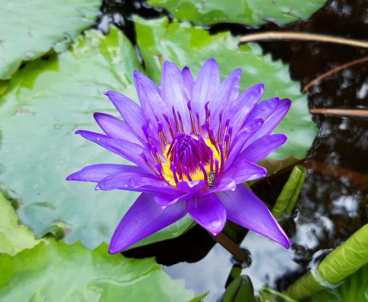 A Corps de Voix accepte la monnaie locale